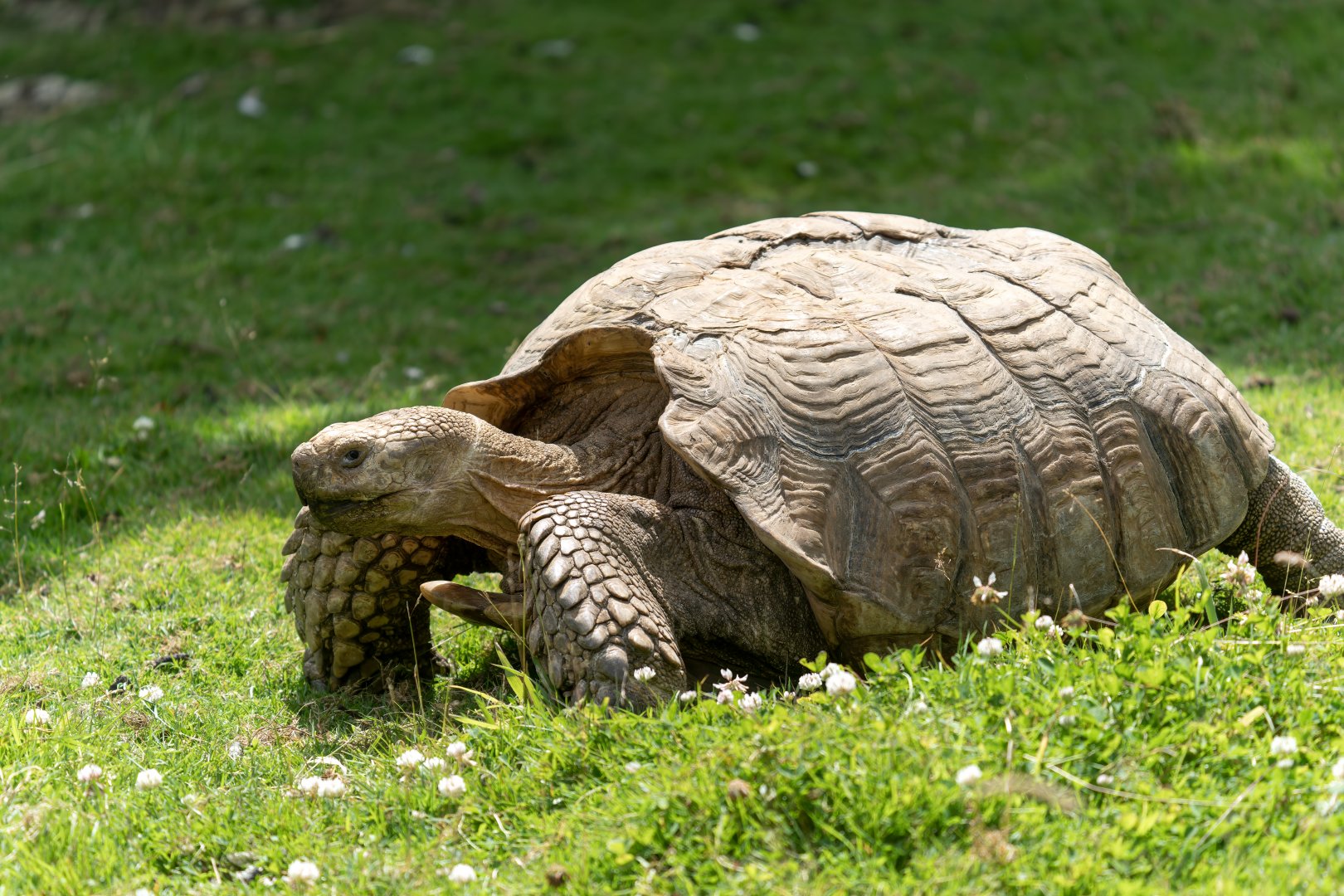 African spurred tortoise, Hamerton, UK