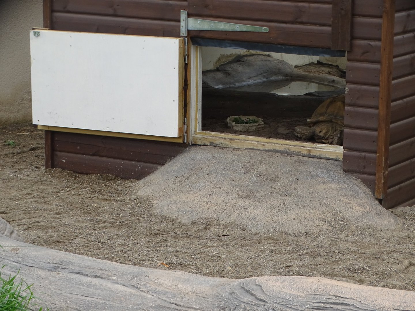 African Spurred Tortoise house, 3rd September 2024