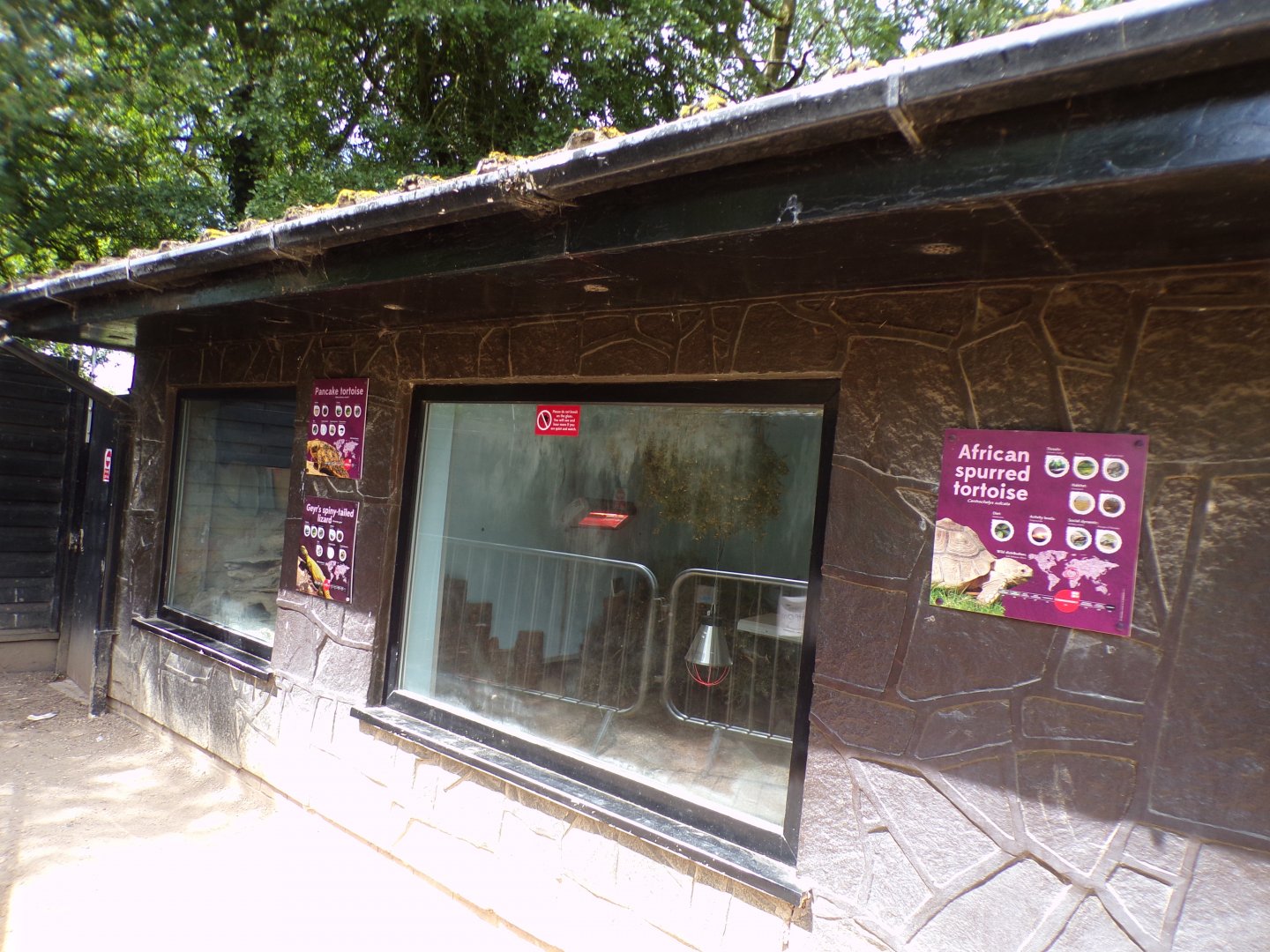African spurred tortoise house 7.7.24