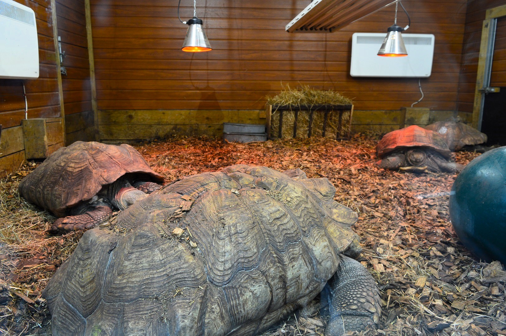 African spurred tortoise house