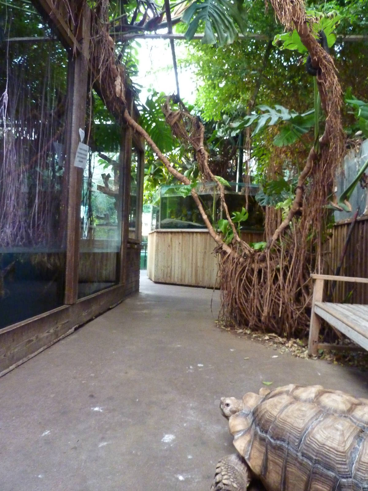 African spurred tortoise in main indoor rainforest