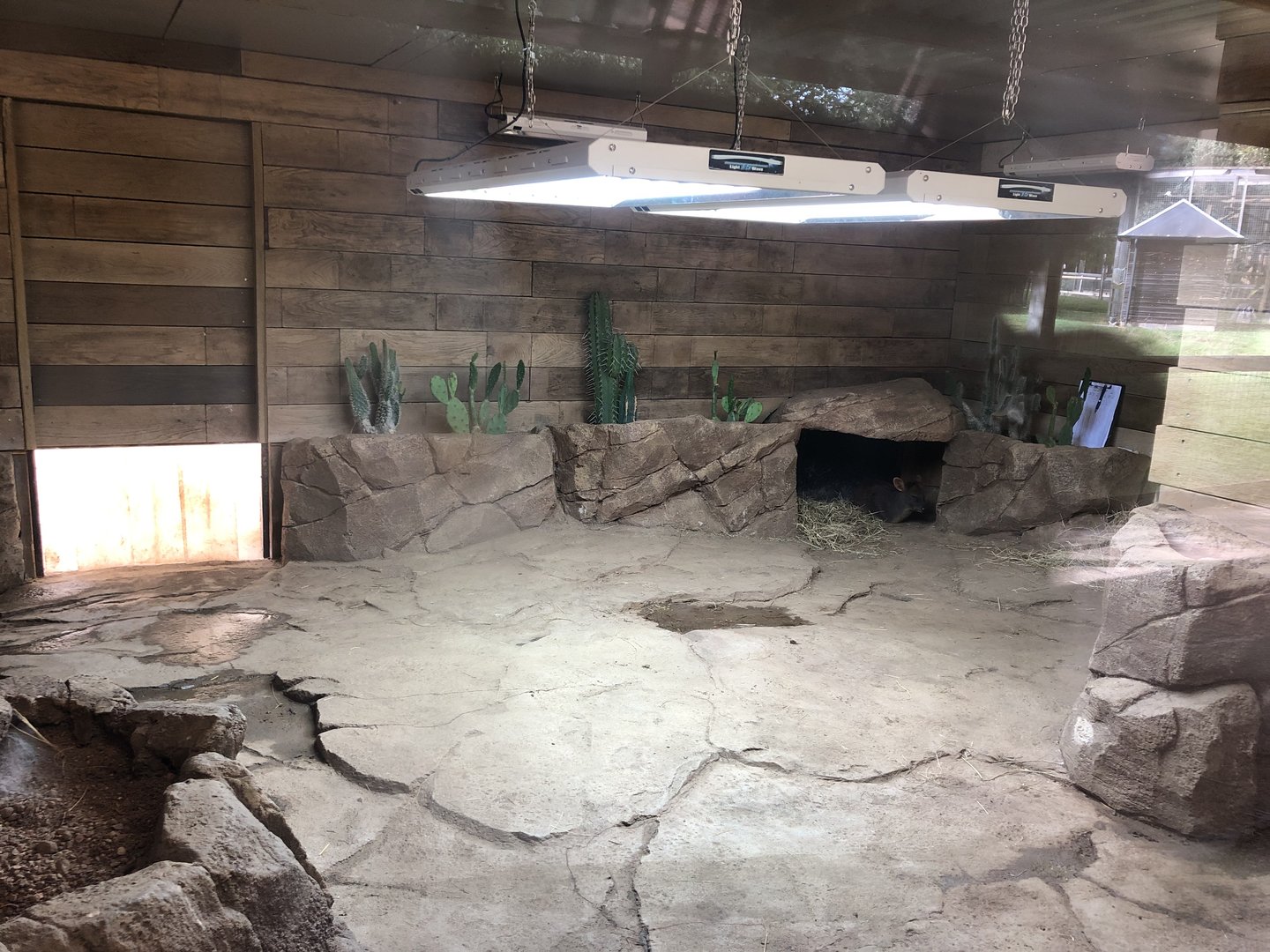 African Spurred Tortoise Indoor Enclosure at Hamerton Zoo Park (October 2023)