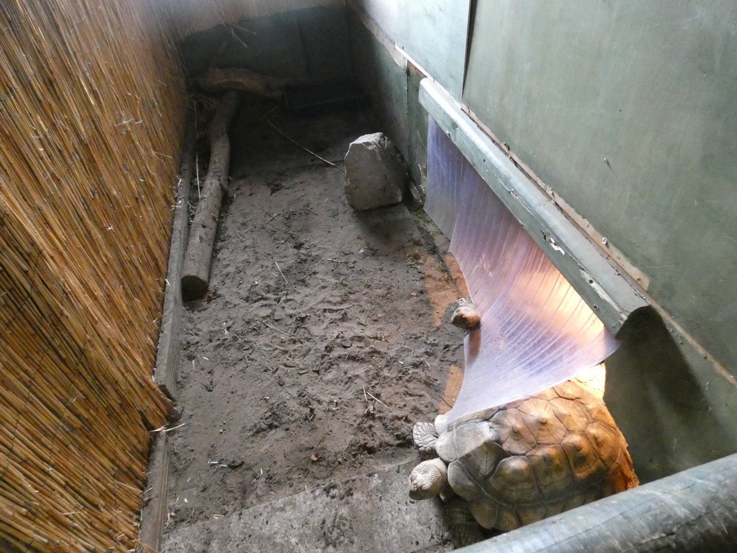 African spurred tortoise indoor enclosure (Greenacres Animal Park)