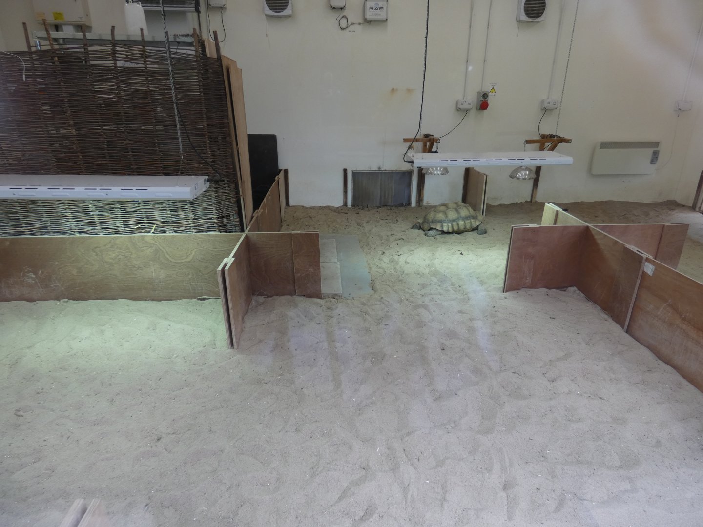 African Spurred Tortoise indoor enclosure