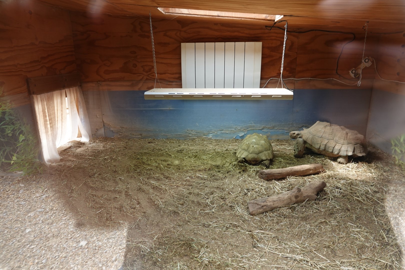 African spurred tortoise indoor enclosure