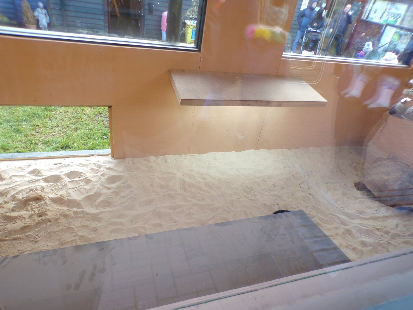 African spurred tortoise indoors 1.1.23