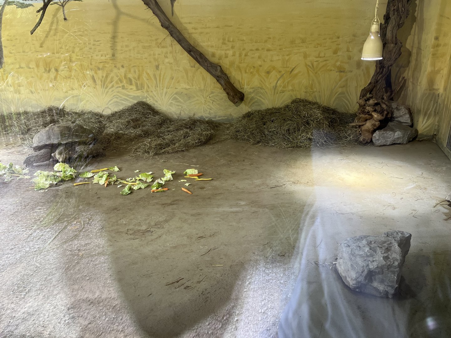 African spurred tortoise indoors 13.7.25