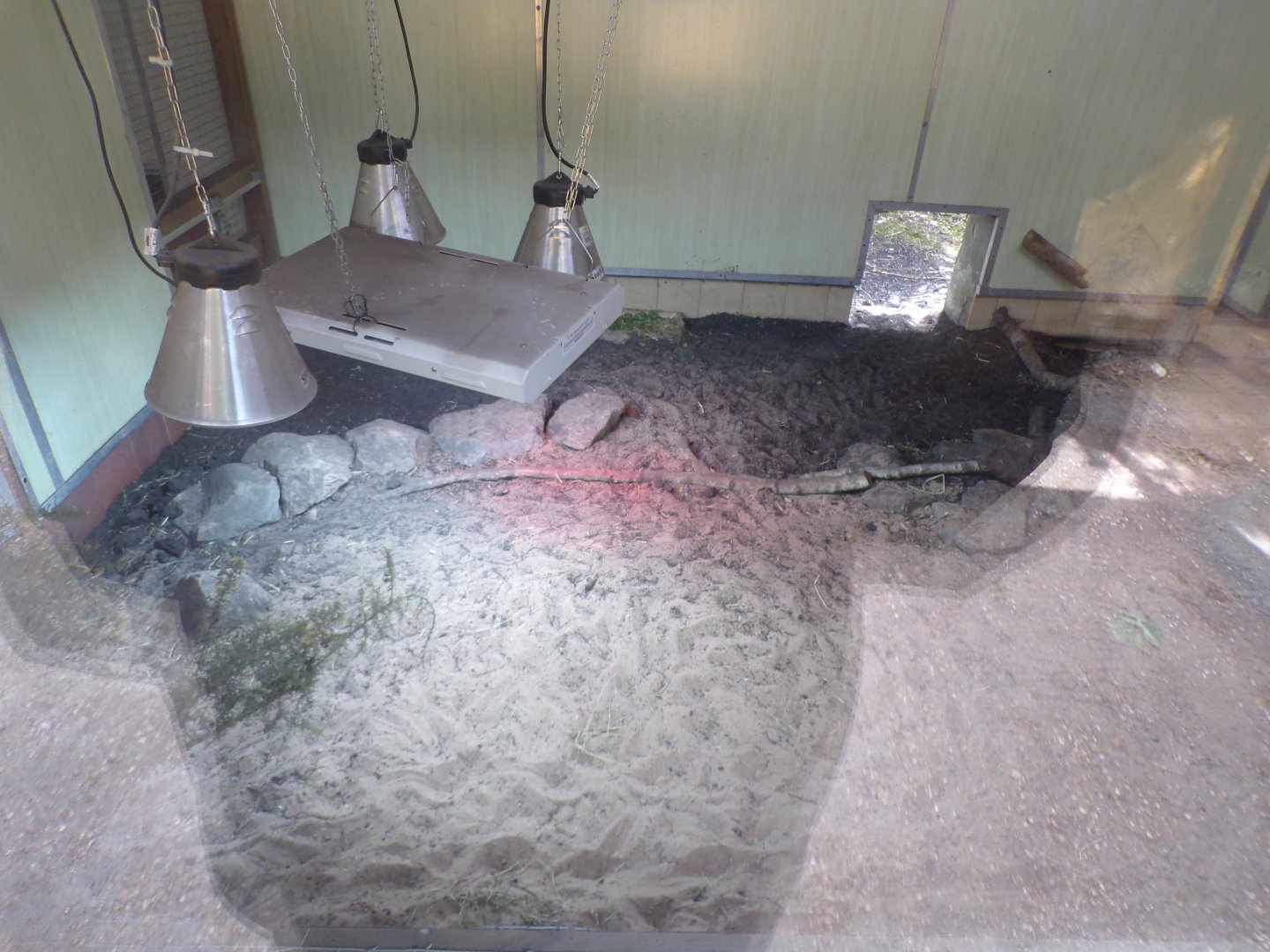 African spurred tortoise indoors 7.7.24