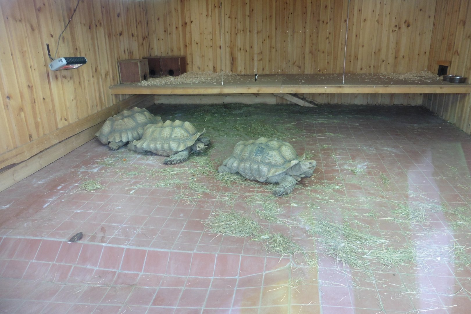 African Spurred Tortoise interior