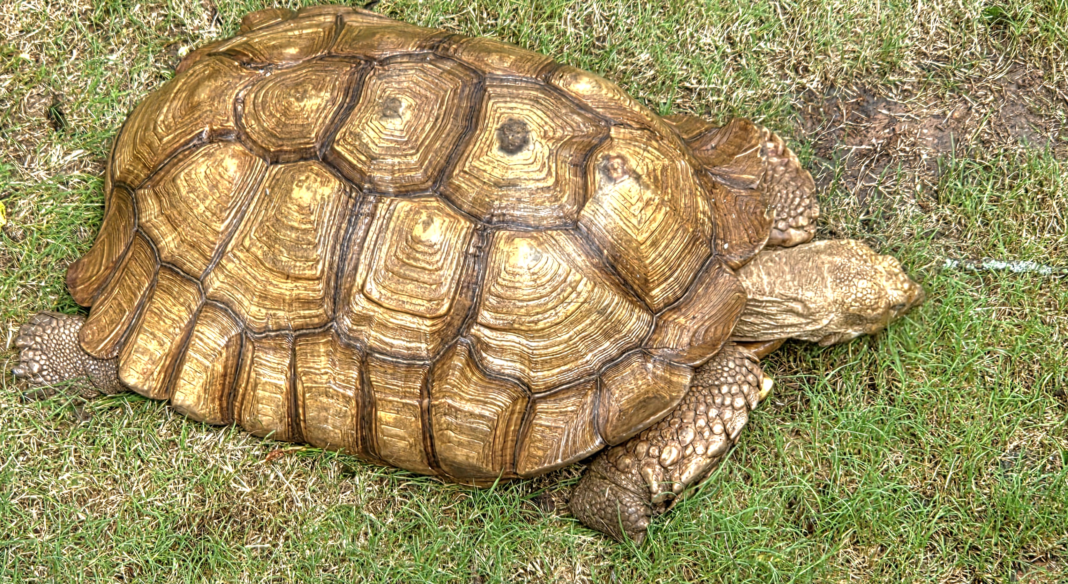 African Spurred Tortoise - July 2025