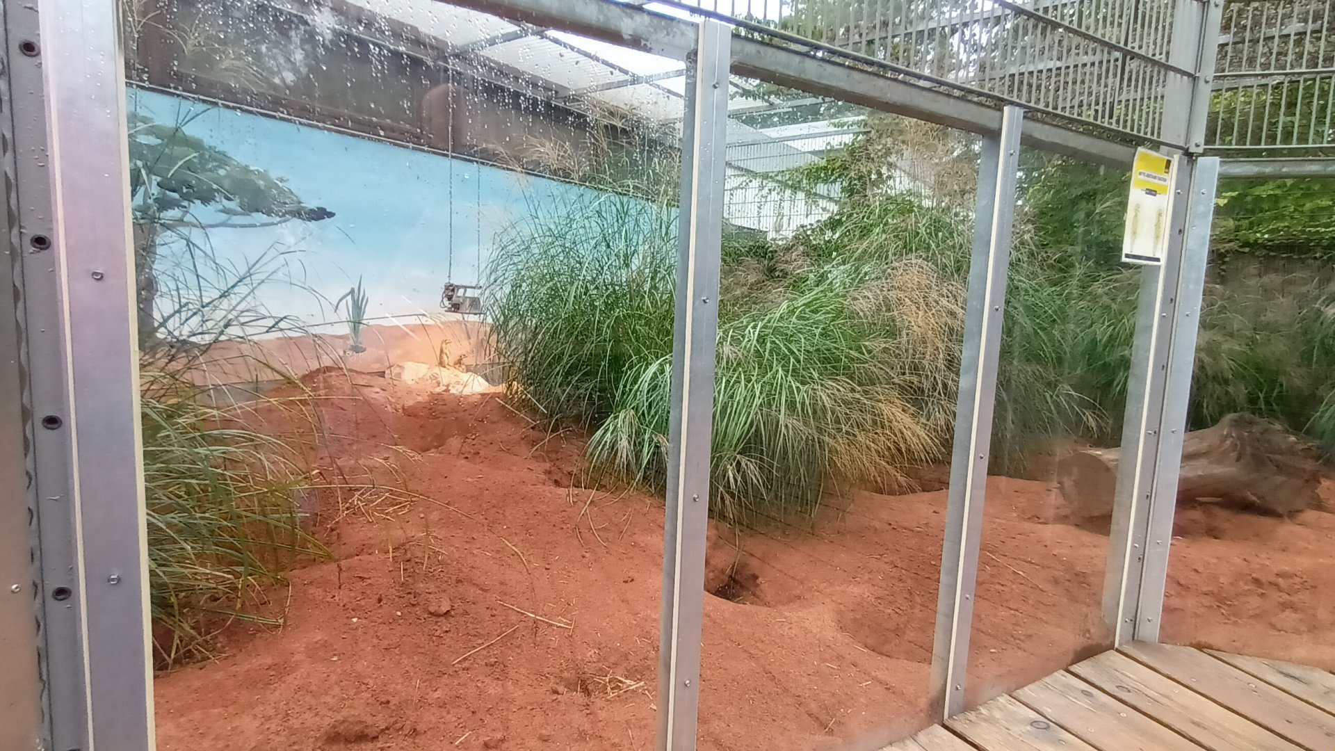 African spurred Tortoise, Leopard Tortoise and Slender tailed Meerkat Enclosure