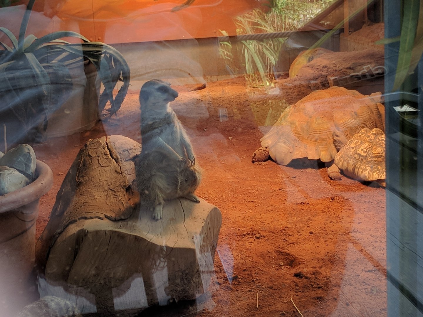African spurred tortoise, Leopard Tortoise and Slender Tailed meerkat Indoor Enclosure