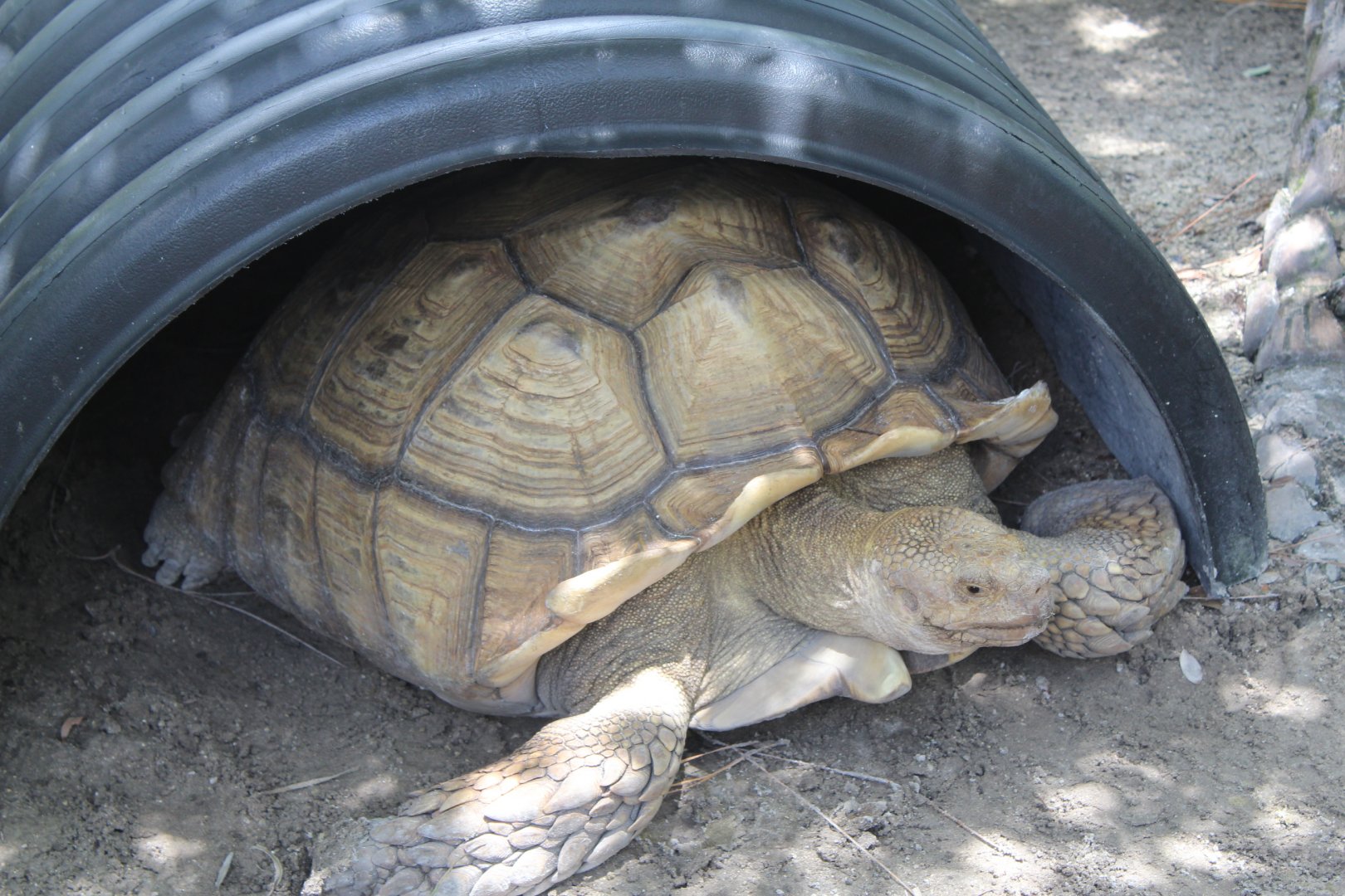African Spurred Tortoise - Mccarthy Wildlife Sanctuary