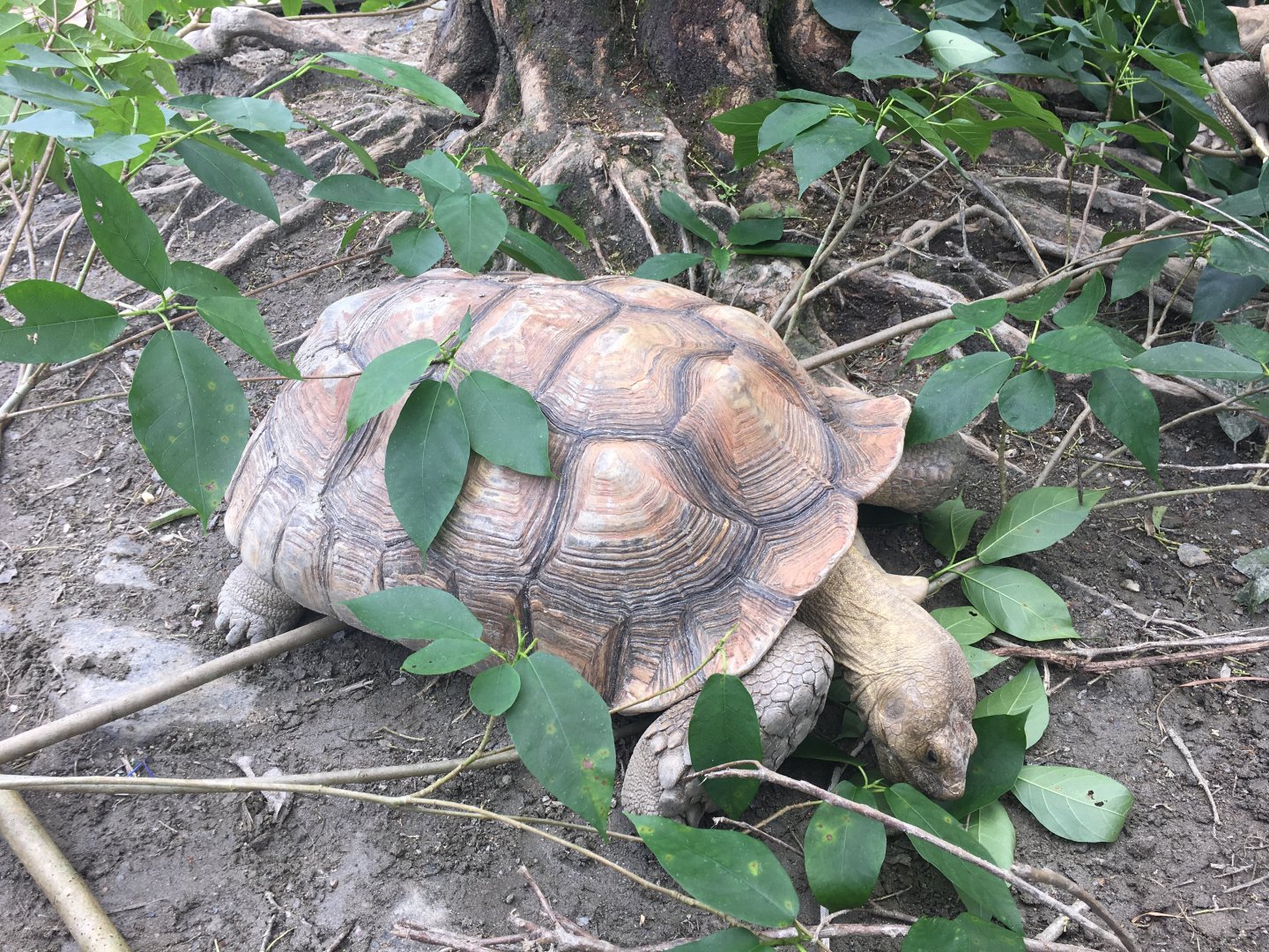African spurred tortoise- Nagasaki Bio Park
