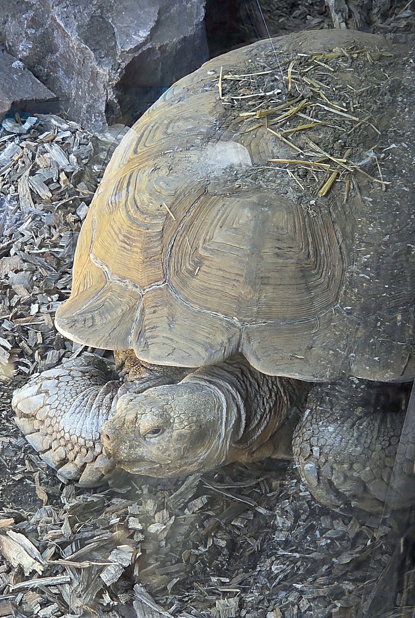 African Spurred Tortoise-Omaha's Henry Doorly Zoo