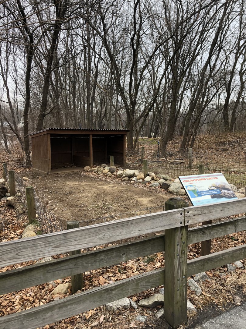 African Spurred Tortoise Outdoor Enclosure - Feb, 2020