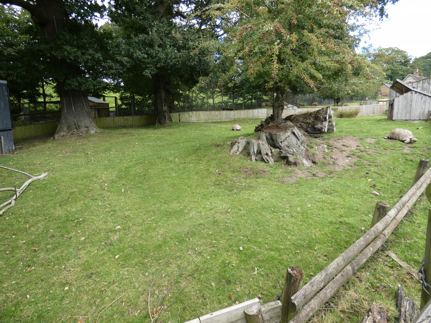 African Spurred Tortoise outdoor enclosure
