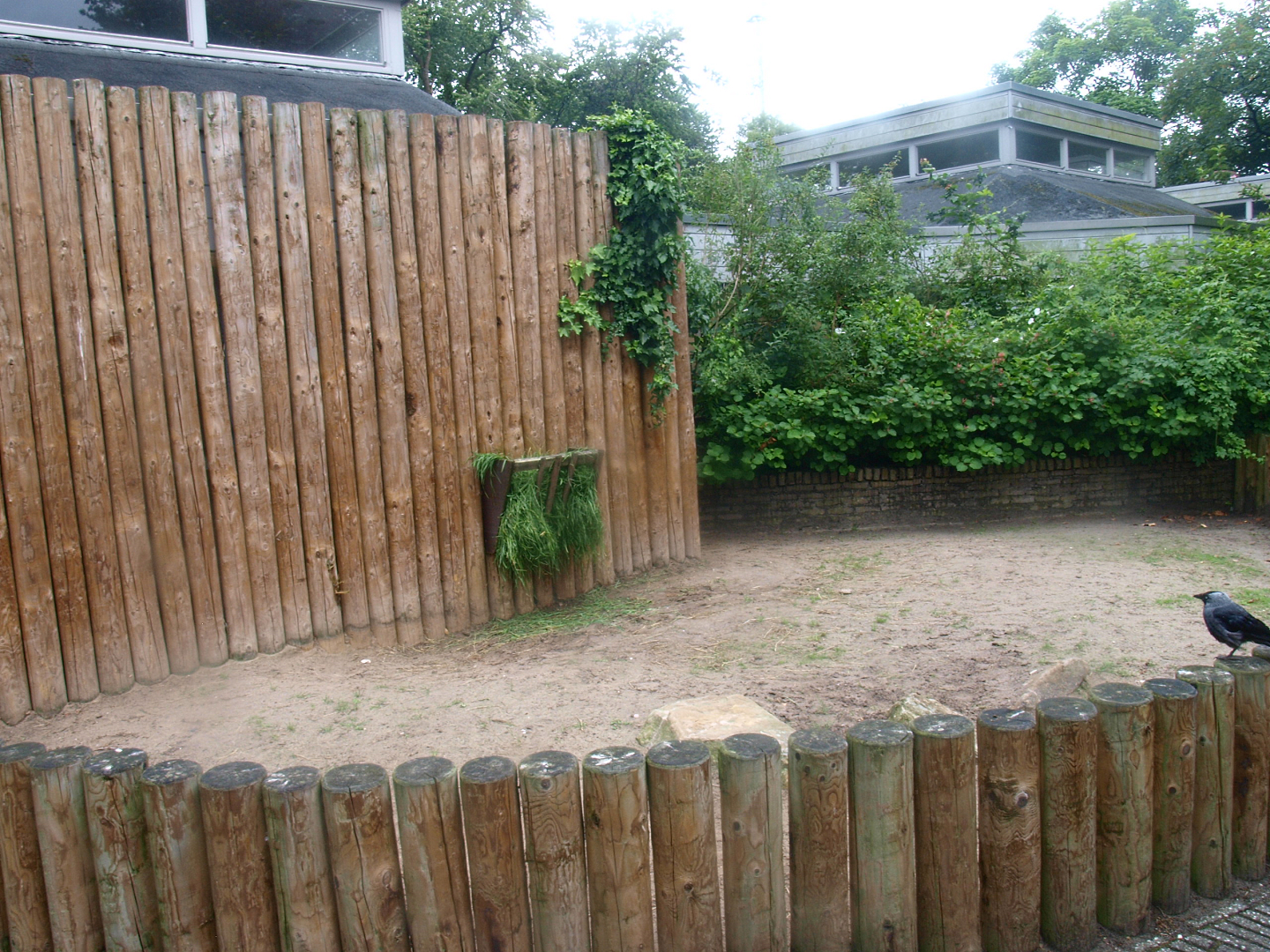 African spurred tortoise outdoor exhibit next to the Africa House, 2015-07-19