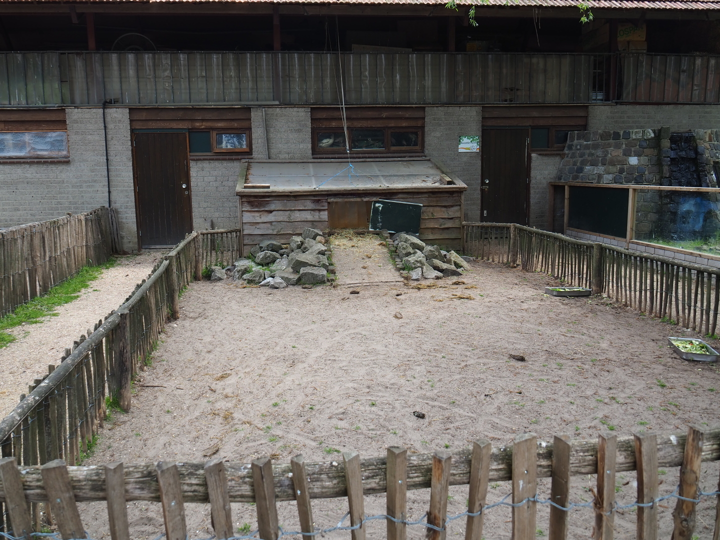 African spurred tortoise paddock, 2019-05-25