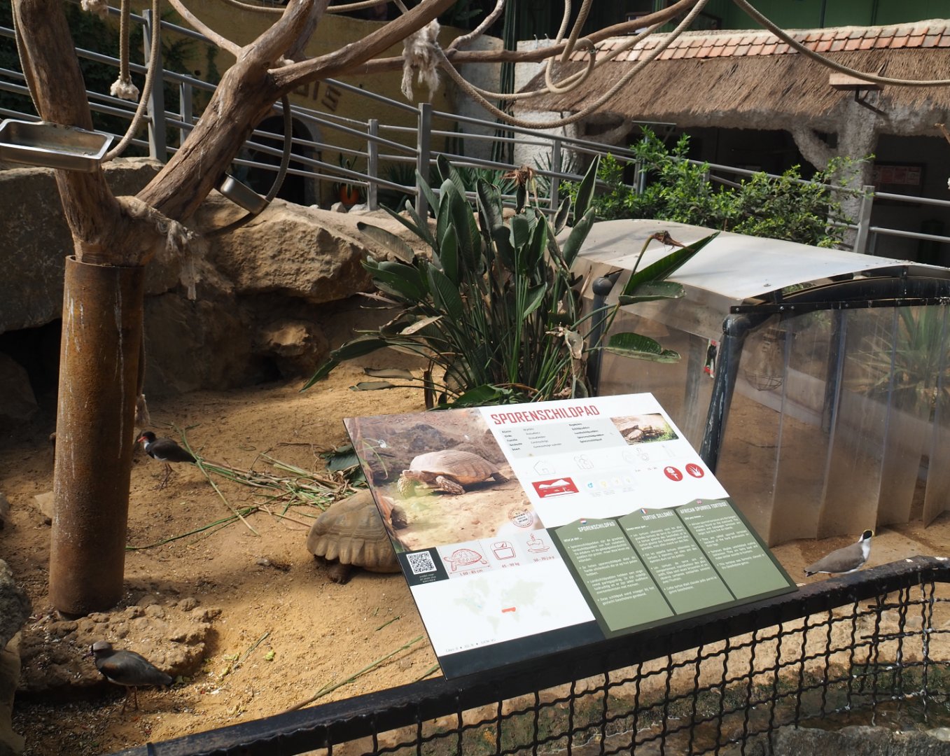 African spurred tortoise paddock, 2019-08-04