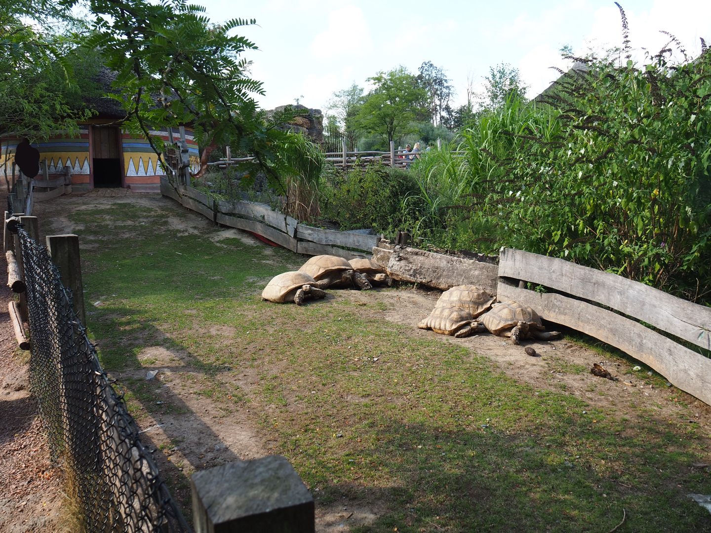 African spurred tortoise paddock, 2020-09-02