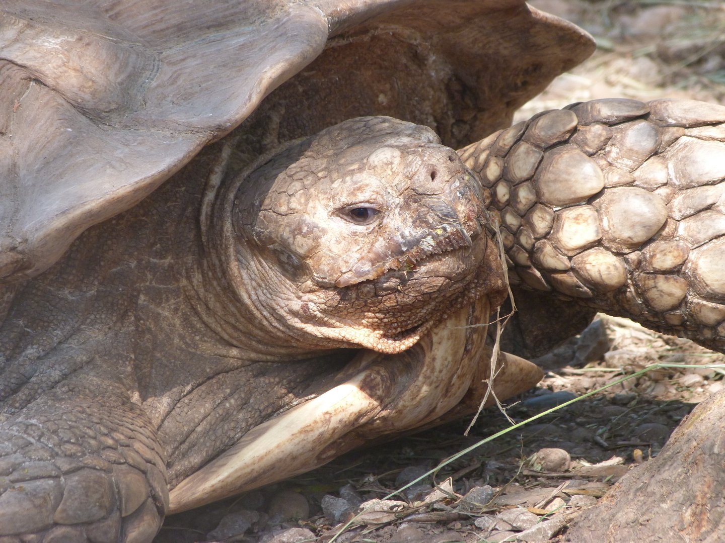 African spurred tortoise -Parque de la Naturaleza de Cabárceno (2025)