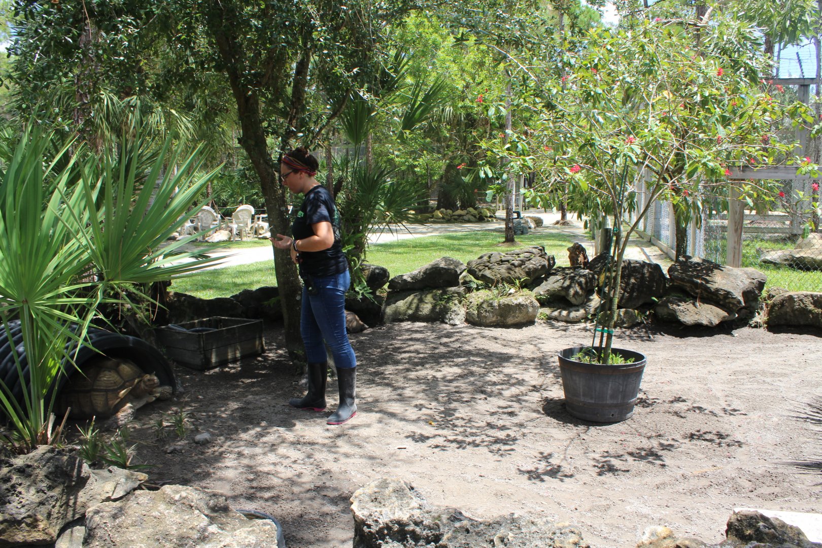 African Spurred Tortoise Pen - Mccarthy Wildlife Sanctuary