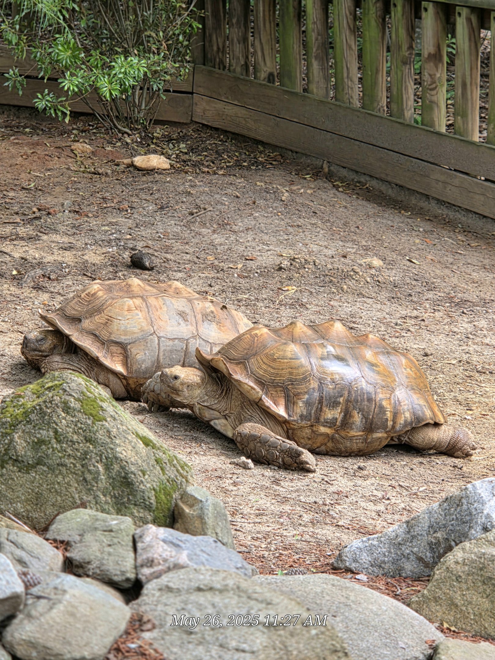 African Spurred Tortoise - Riverbanks Zoo