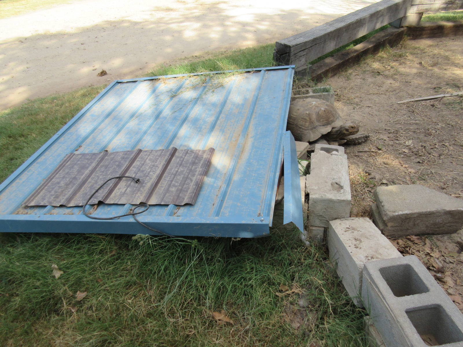 African Spurred Tortoise - Shelter?