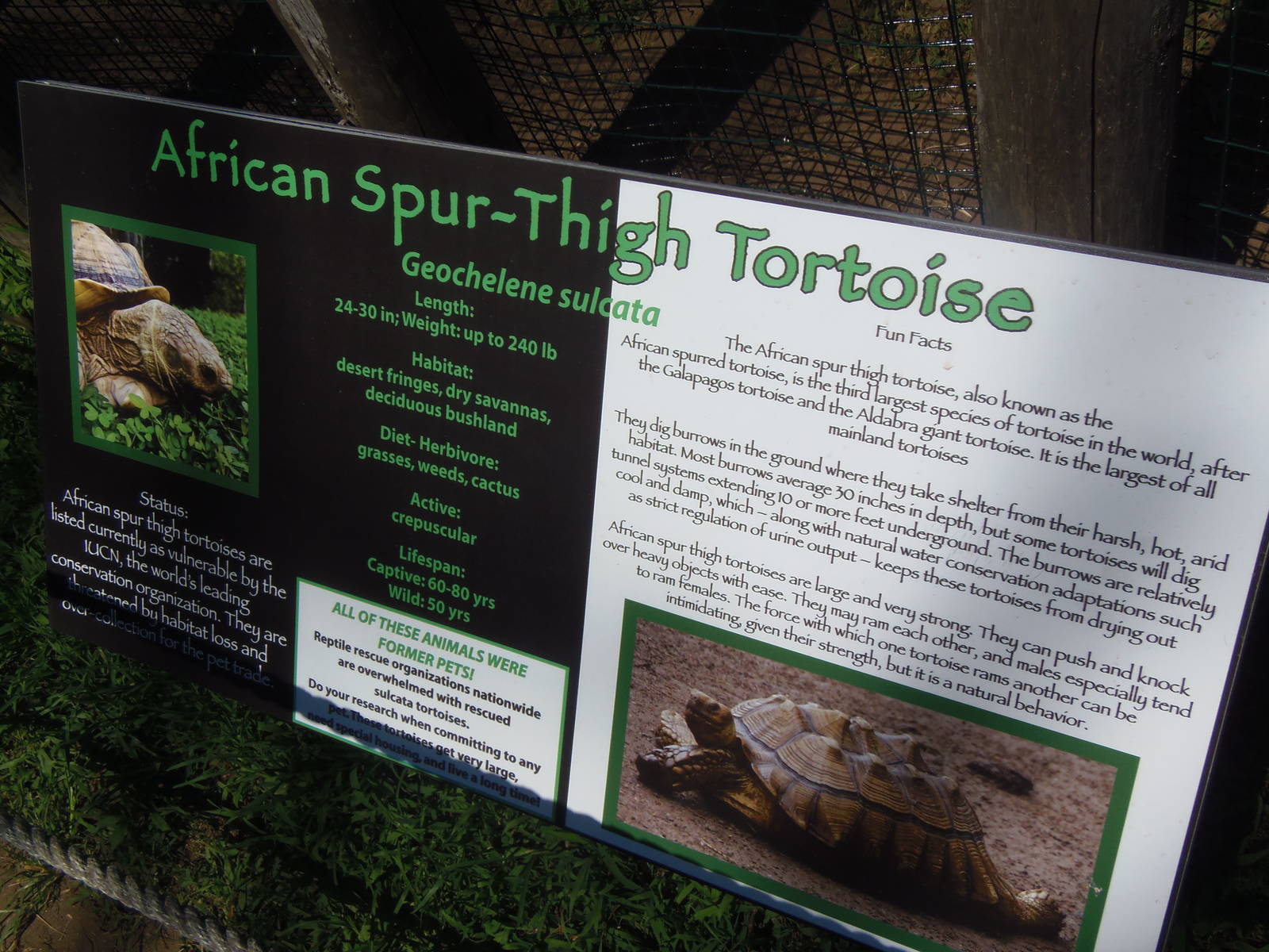African Spurred Tortoise Sign