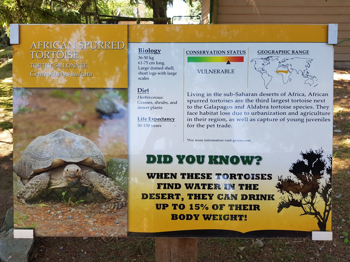 African Spurred Tortoise Sign