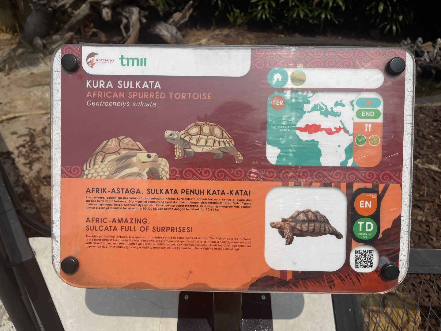 african spurred tortoise signage - museum komodo