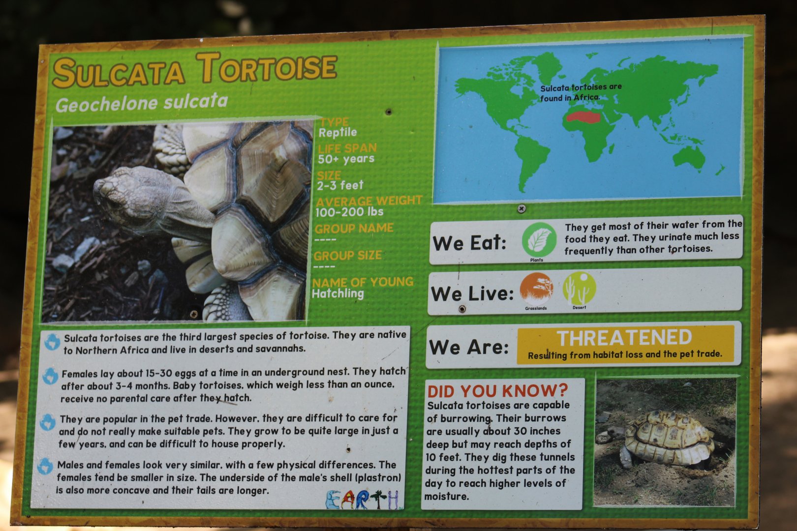 African Spurred Tortoise Signage