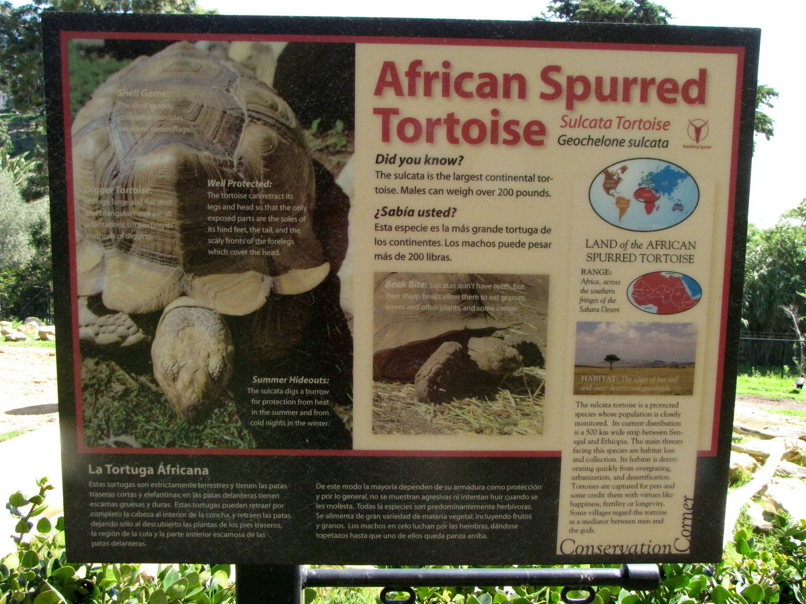 African Spurred Tortoise Signage