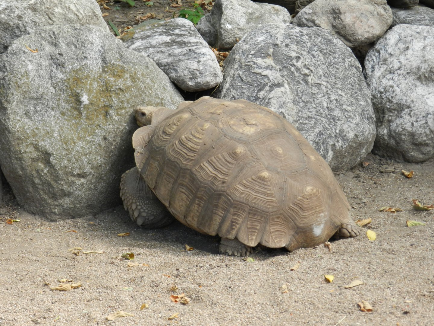 African spurred tortoise - Temaiken