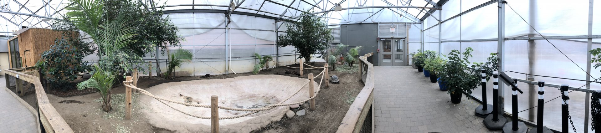 African Spurred Tortoise Winter Holding Panorama - Feb, 2020