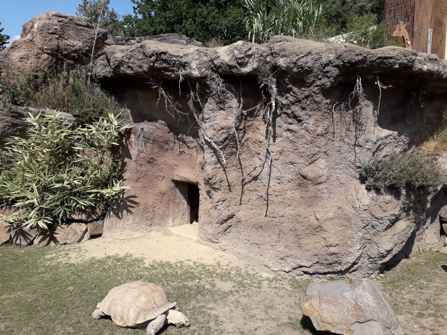 African spurred tortoise -winter quarters