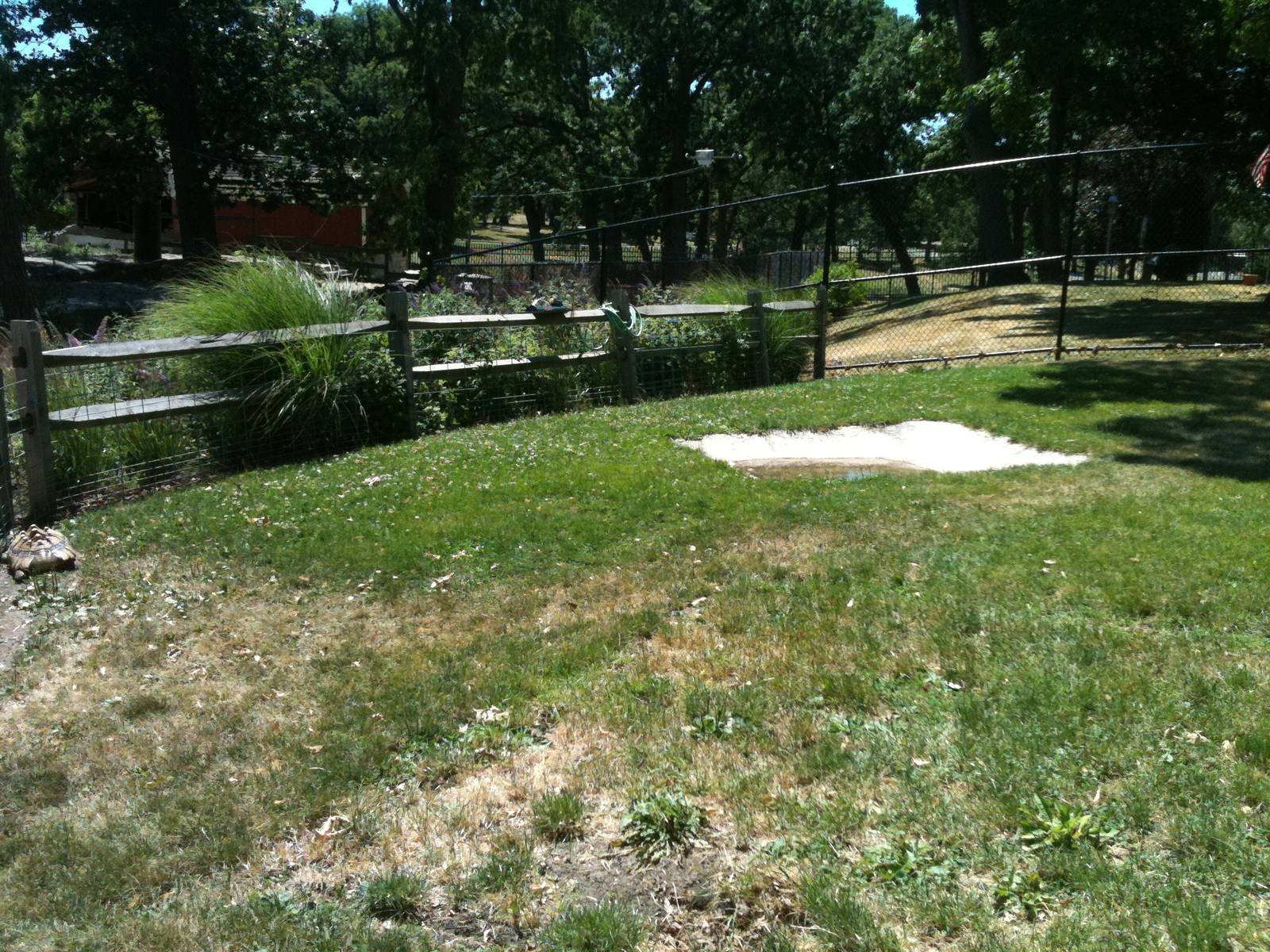 African Spurred Tortoise Yard. June 2012