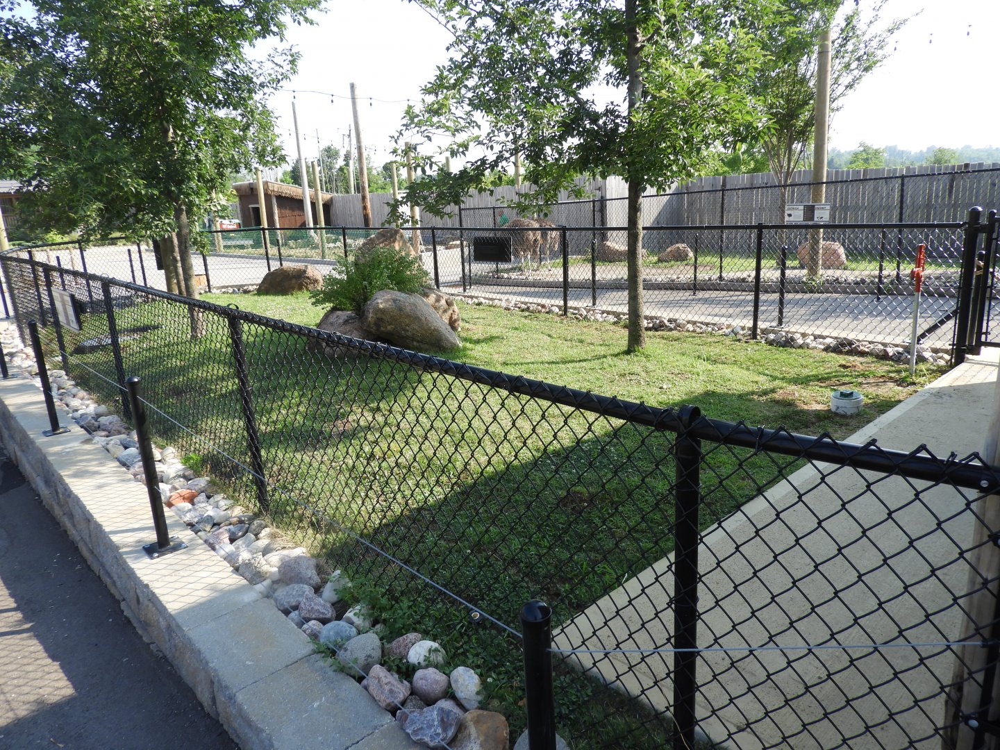 African Spurred Tortoise yard