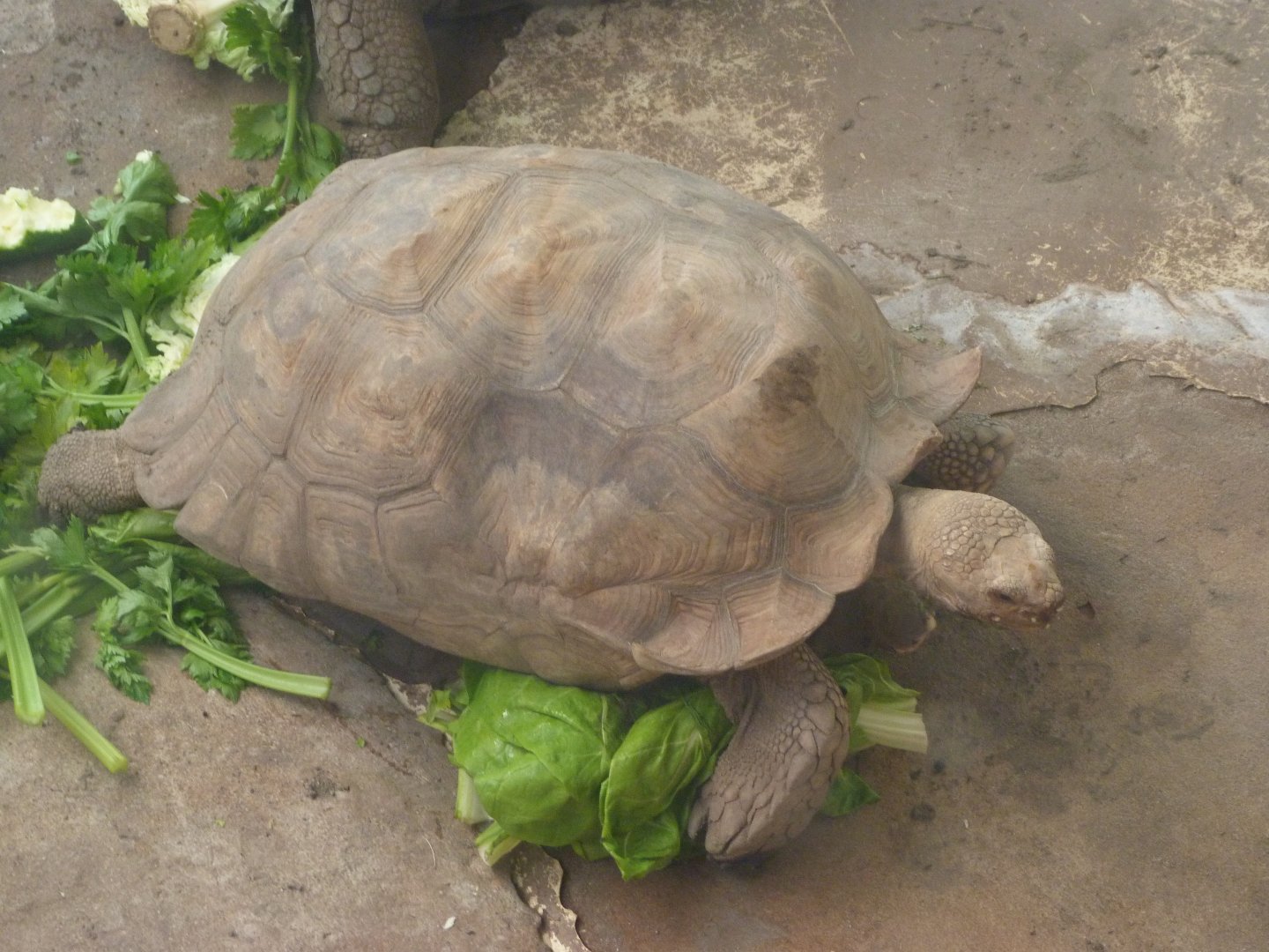 African spurred tortoise -Zoo Aquarium de Madrid (2025)