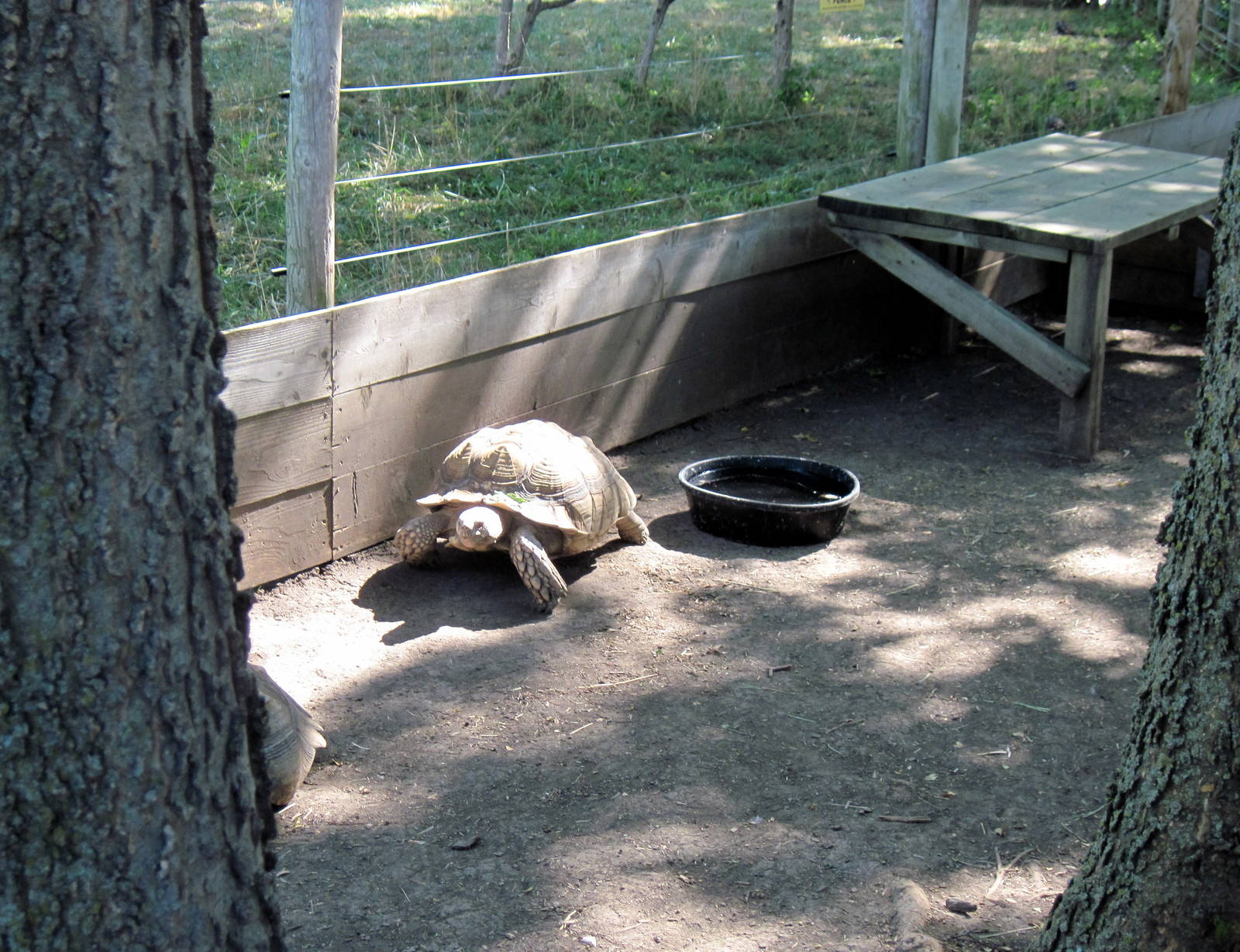 African Spurred Tortoise