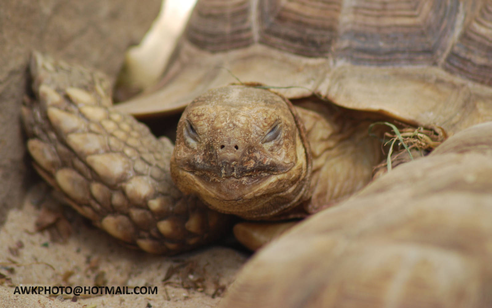 AFRICAN SPURRED TORTOISE