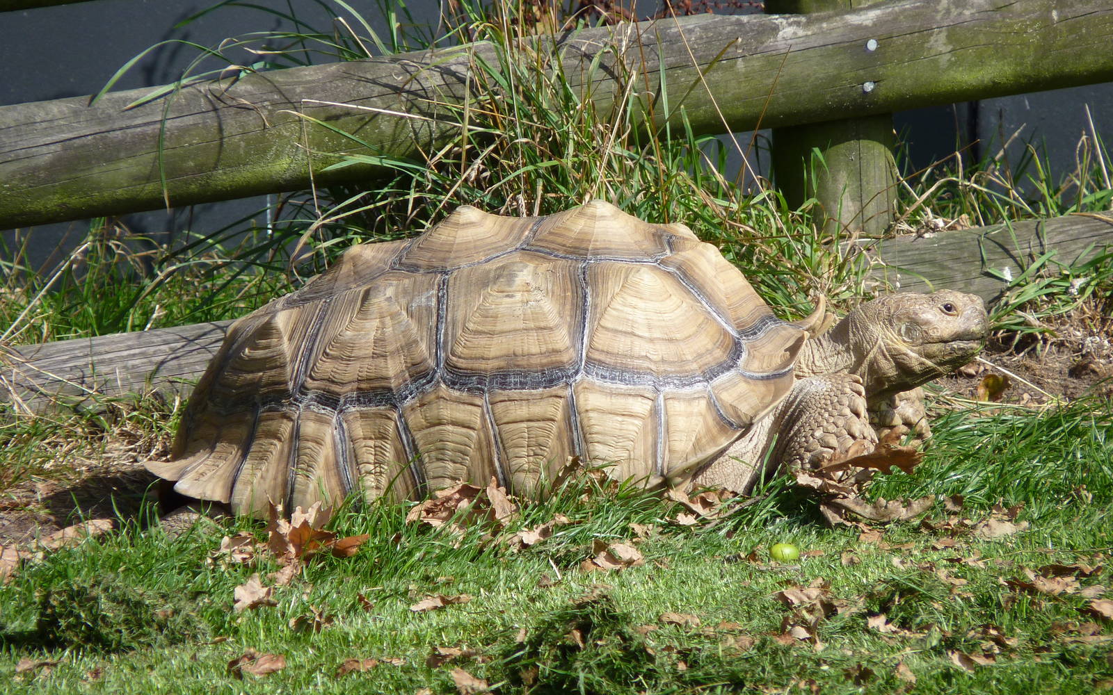 African Spurred Tortoise