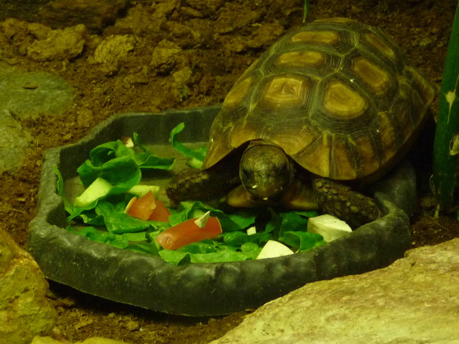 African spurred tortoise
