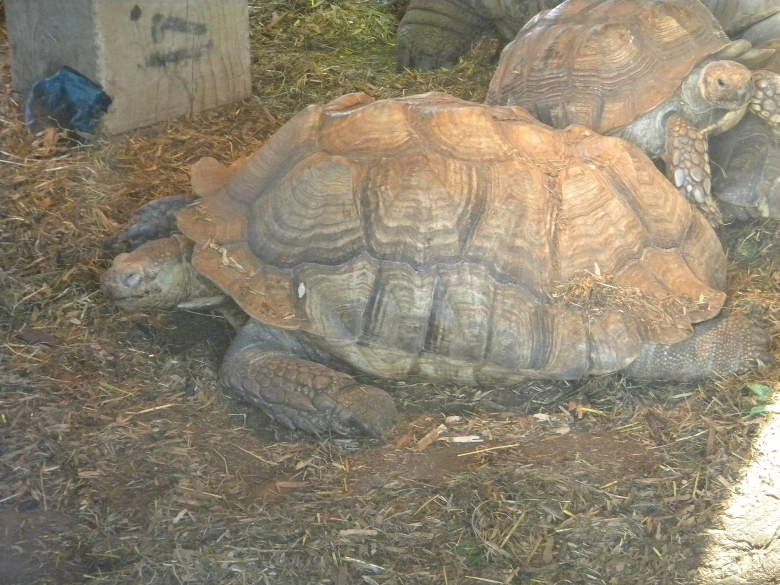 African Spurred Tortoise.