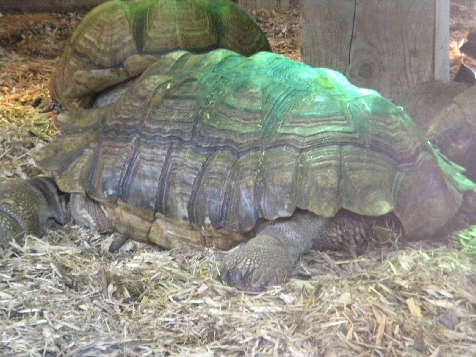 African Spurred Tortoise.