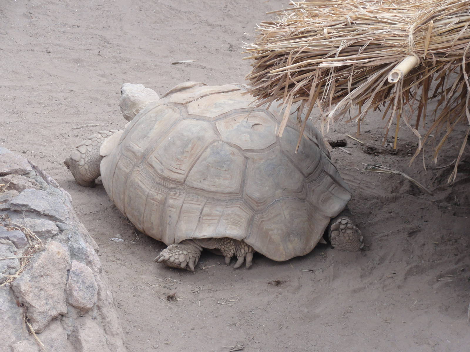 African Spurred Tortoise