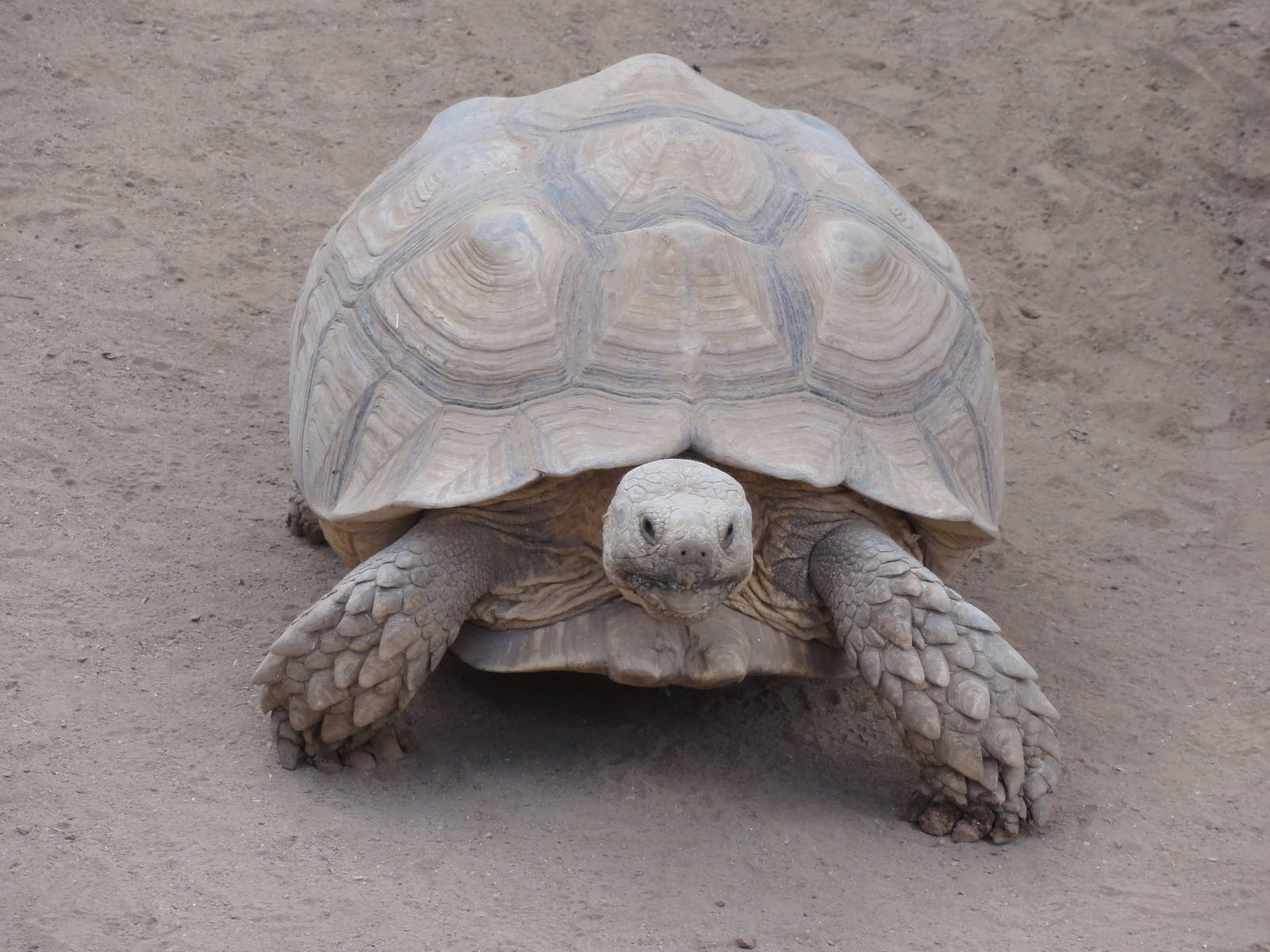 African Spurred Tortoise