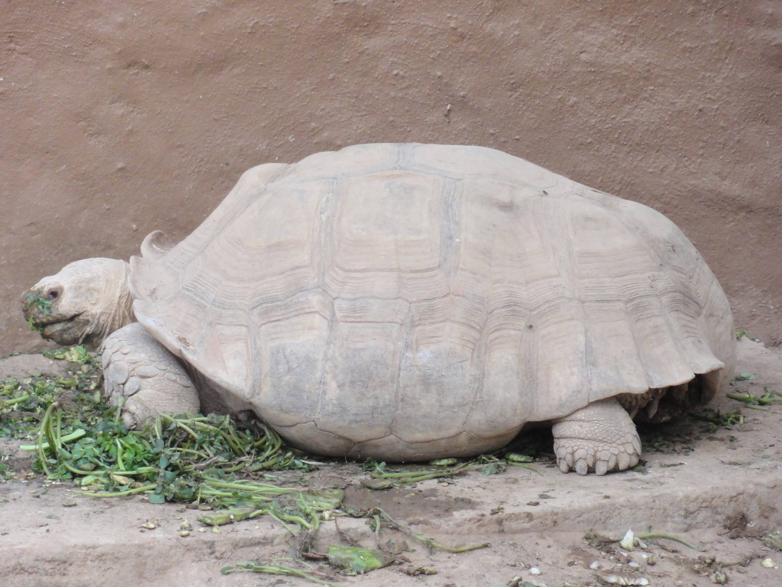 African Spurred Tortoise