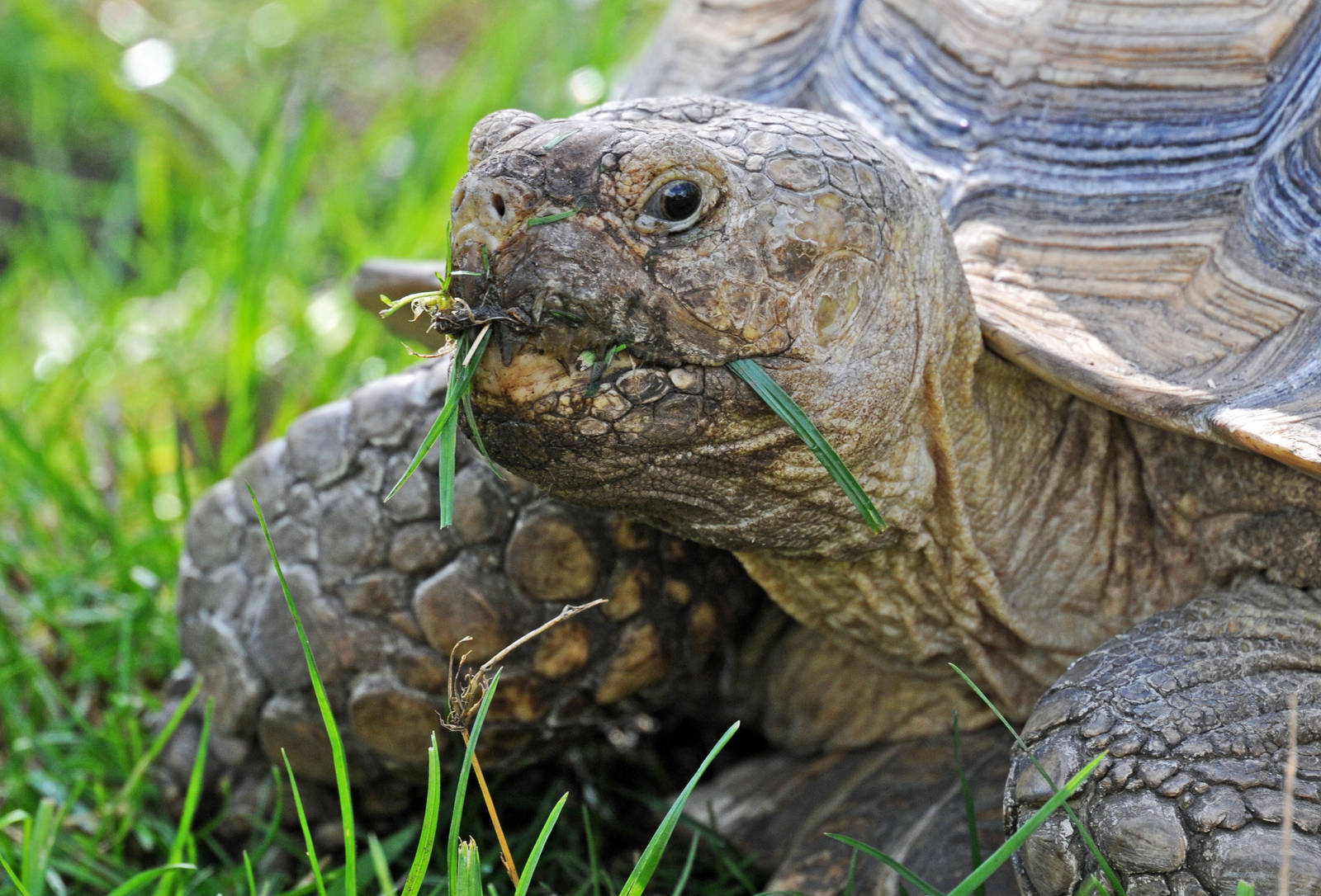 AFRICAN SPURRED TORTOISE